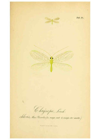 Reproducción/Reproduction 6289445952: Symbolae ad monographiam generis chrysopae, Leach. Vratislaviae,apud Ferdinandum Hirt,1851