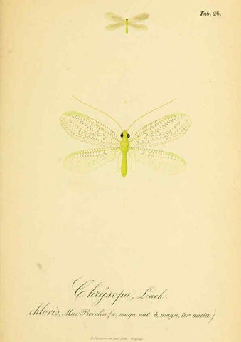 Reproducción/Reproduction 6289445952: Symbolae ad monographiam generis chrysopae, Leach. Vratislaviae,apud Ferdinandum Hirt,1851