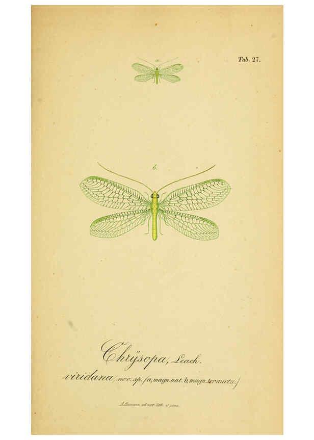 Reproducción/Reproduction 6289446286: Symbolae ad monographiam generis chrysopae, Leach. Vratislaviae,apud Ferdinandum Hirt,1851