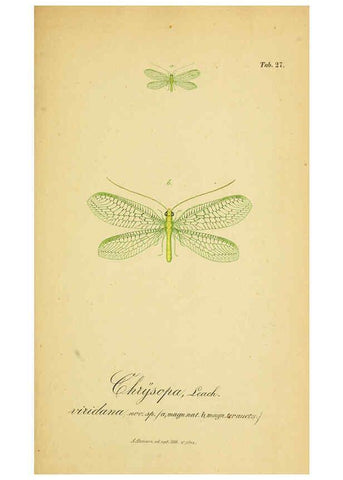 Reproducción/Reproduction 6289446286: Symbolae ad monographiam generis chrysopae, Leach. Vratislaviae,apud Ferdinandum Hirt,1851