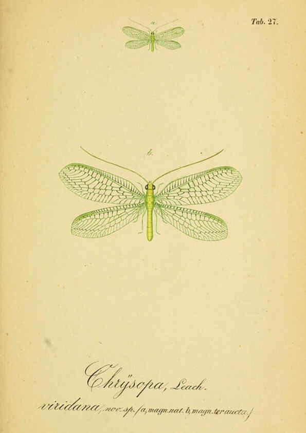 Reproducción/Reproduction 6289446286: Symbolae ad monographiam generis chrysopae, Leach. Vratislaviae,apud Ferdinandum Hirt,1851