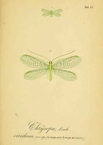 Reproducción/Reproduction 6289446286: Symbolae ad monographiam generis chrysopae, Leach. Vratislaviae,apud Ferdinandum Hirt,1851