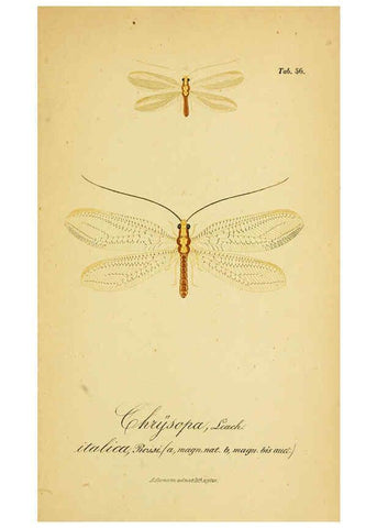 Reproducción/Reproduction 6288934117: Symbolae ad monographiam generis chrysopae, Leach. Vratislaviae,apud Ferdinandum Hirt,1851