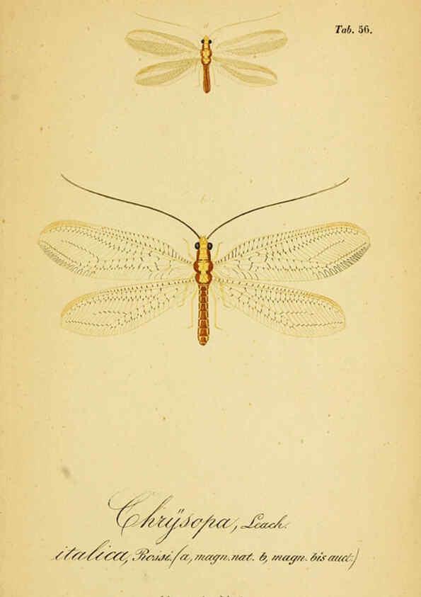 Reproducción/Reproduction 6288934117: Symbolae ad monographiam generis chrysopae, Leach. Vratislaviae,apud Ferdinandum Hirt,1851