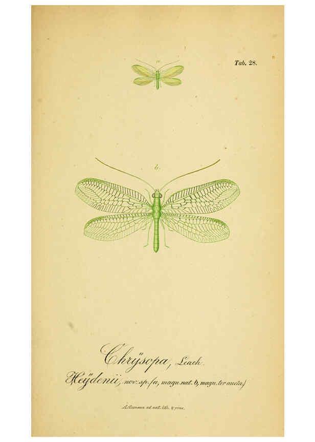 Reproducción/Reproduction 6289446596: Symbolae ad monographiam generis chrysopae, Leach. Vratislaviae,apud Ferdinandum Hirt,1851