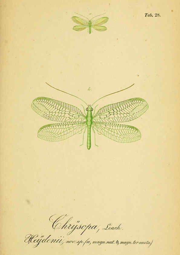 Reproducción/Reproduction 6289446596: Symbolae ad monographiam generis chrysopae, Leach. Vratislaviae,apud Ferdinandum Hirt,1851