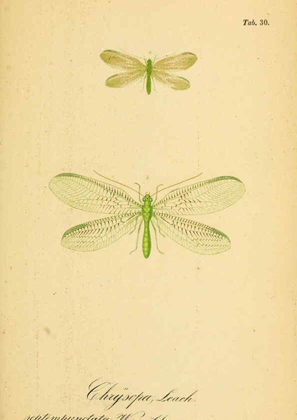 Reproducción/Reproduction 6289447338: Symbolae ad monographiam generis chrysopae, Leach. Vratislaviae,apud Ferdinandum Hirt,1851