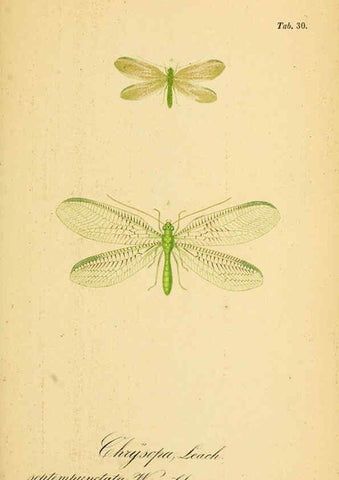 Reproducción/Reproduction 6289447338: Symbolae ad monographiam generis chrysopae, Leach. Vratislaviae,apud Ferdinandum Hirt,1851