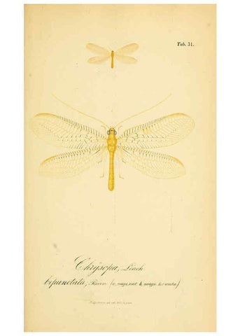 Reproducción/Reproduction 6288927677: Symbolae ad monographiam generis chrysopae, Leach. Vratislaviae,apud Ferdinandum Hirt,1851