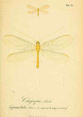 Reproducción/Reproduction 6288927677: Symbolae ad monographiam generis chrysopae, Leach. Vratislaviae,apud Ferdinandum Hirt,1851