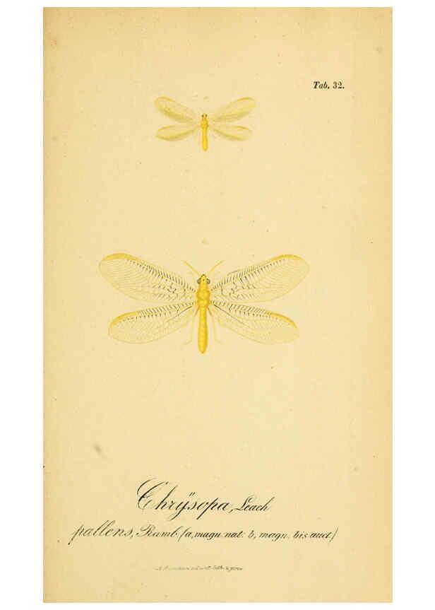 Reproducción/Reproduction 6289447908: Symbolae ad monographiam generis chrysopae, Leach. Vratislaviae,apud Ferdinandum Hirt,1851