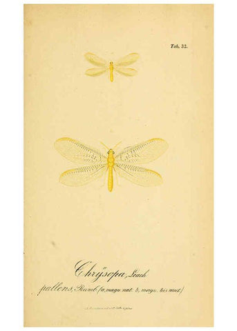 Reproducción/Reproduction 6289447908: Symbolae ad monographiam generis chrysopae, Leach. Vratislaviae,apud Ferdinandum Hirt,1851