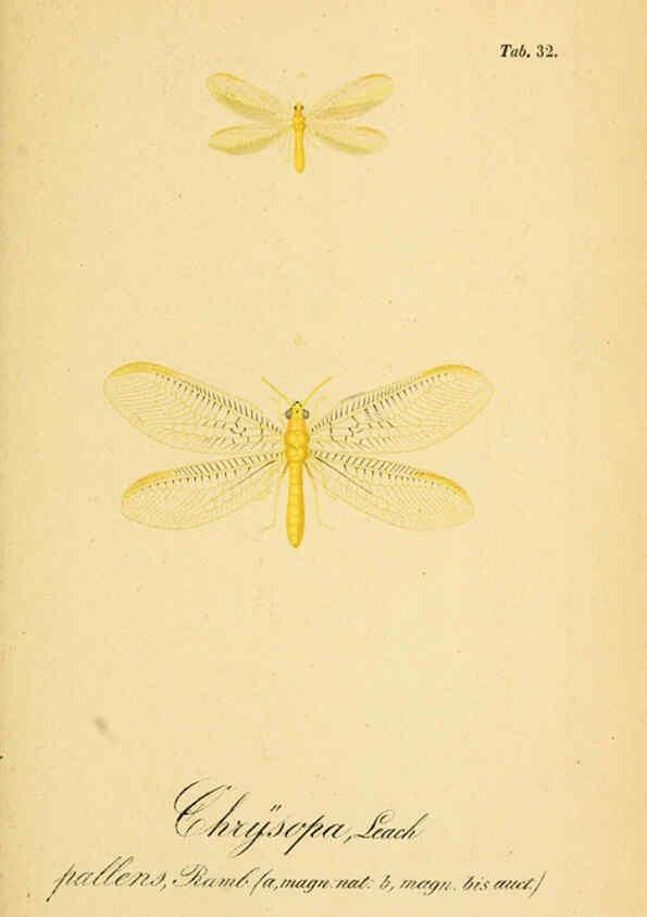 Reproducción/Reproduction 6289447908: Symbolae ad monographiam generis chrysopae, Leach. Vratislaviae,apud Ferdinandum Hirt,1851