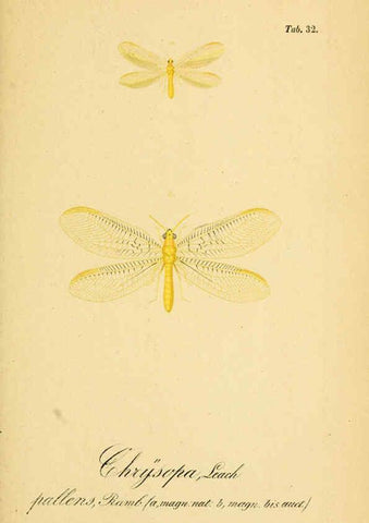 Reproducción/Reproduction 6289447908: Symbolae ad monographiam generis chrysopae, Leach. Vratislaviae,apud Ferdinandum Hirt,1851