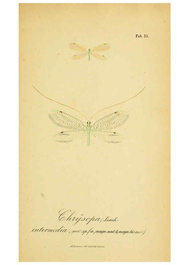 Reproducción/Reproduction 6288928127: Symbolae ad monographiam generis chrysopae, Leach. Vratislaviae,apud Ferdinandum Hirt,1851