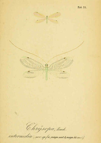 Reproducción/Reproduction 6288928127: Symbolae ad monographiam generis chrysopae, Leach. Vratislaviae,apud Ferdinandum Hirt,1851