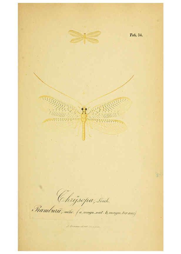 Reproducción/Reproduction 6288928329: Symbolae ad monographiam generis chrysopae, Leach. Vratislaviae,apud Ferdinandum Hirt,1851