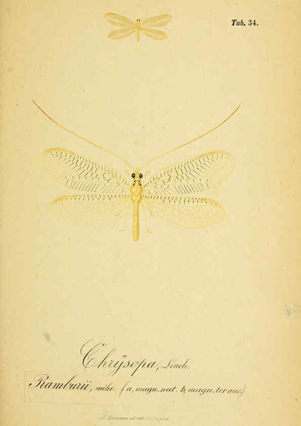 Reproducción/Reproduction 6288928329: Symbolae ad monographiam generis chrysopae, Leach. Vratislaviae,apud Ferdinandum Hirt,1851