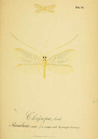 Reproducción/Reproduction 6288928329: Symbolae ad monographiam generis chrysopae, Leach. Vratislaviae,apud Ferdinandum Hirt,1851