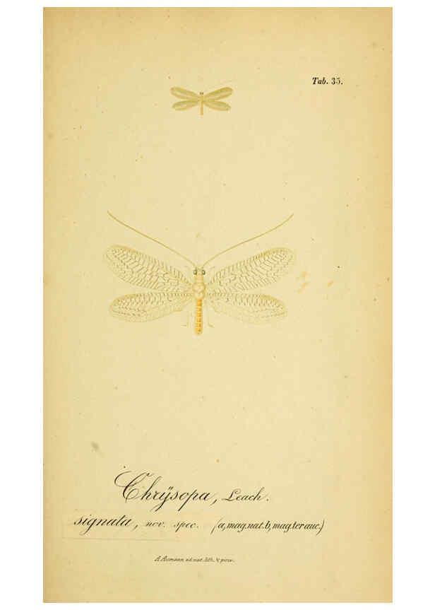 Reproducción/Reproduction 6289448636: Symbolae ad monographiam generis chrysopae, Leach. Vratislaviae,apud Ferdinandum Hirt,1851