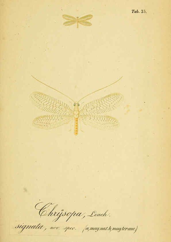 Reproducción/Reproduction 6289448636: Symbolae ad monographiam generis chrysopae, Leach. Vratislaviae,apud Ferdinandum Hirt,1851