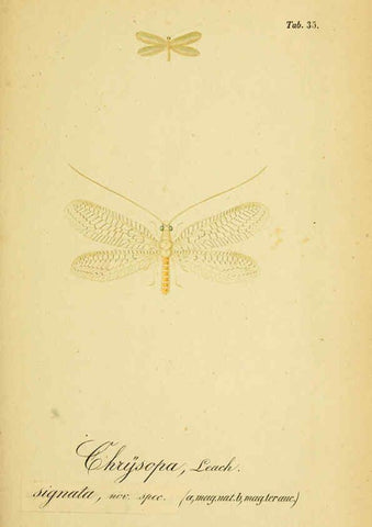 Reproducción/Reproduction 6289448636: Symbolae ad monographiam generis chrysopae, Leach. Vratislaviae,apud Ferdinandum Hirt,1851