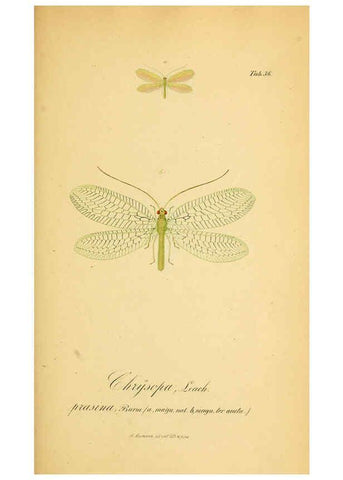 Reproducción/Reproduction 6289448948: Symbolae ad monographiam generis chrysopae, Leach. Vratislaviae,apud Ferdinandum Hirt,1851