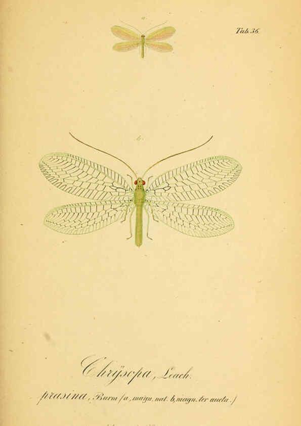 Reproducción/Reproduction 6289448948: Symbolae ad monographiam generis chrysopae, Leach. Vratislaviae,apud Ferdinandum Hirt,1851