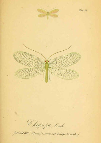 Reproducción/Reproduction 6289448948: Symbolae ad monographiam generis chrysopae, Leach. Vratislaviae,apud Ferdinandum Hirt,1851