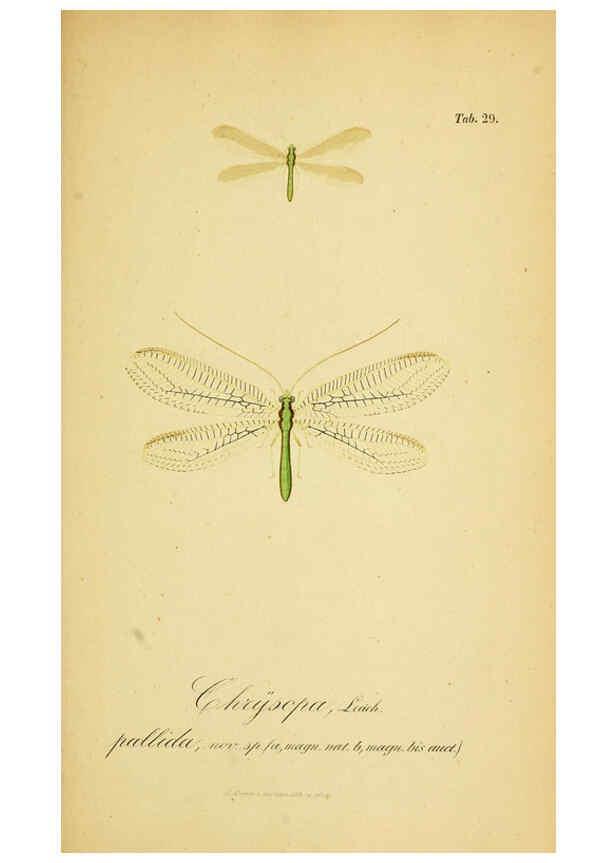 Reproducción/Reproduction 6288926917: Symbolae ad monographiam generis chrysopae, Leach. Vratislaviae,apud Ferdinandum Hirt,1851