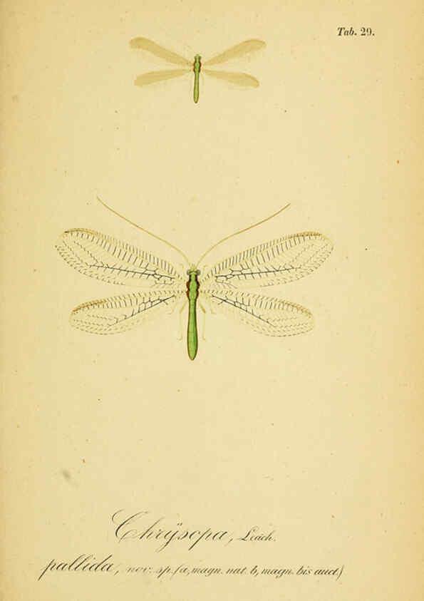 Reproducción/Reproduction 6288926917: Symbolae ad monographiam generis chrysopae, Leach. Vratislaviae,apud Ferdinandum Hirt,1851