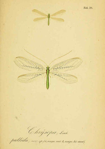 Reproducción/Reproduction 6288926917: Symbolae ad monographiam generis chrysopae, Leach. Vratislaviae,apud Ferdinandum Hirt,1851