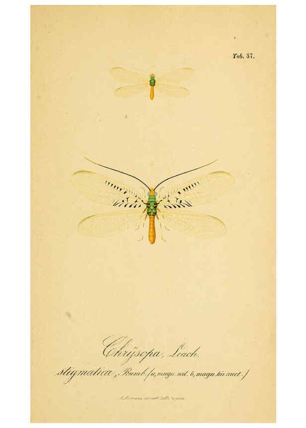 Reproducción/Reproduction 6289454526: Symbolae ad monographiam generis chrysopae, Leach. Vratislaviae,apud Ferdinandum Hirt,1851