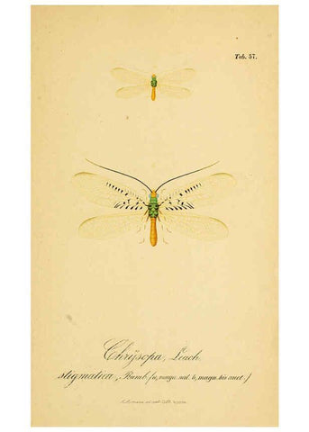 Reproducción/Reproduction 6289454526: Symbolae ad monographiam generis chrysopae, Leach. Vratislaviae,apud Ferdinandum Hirt,1851