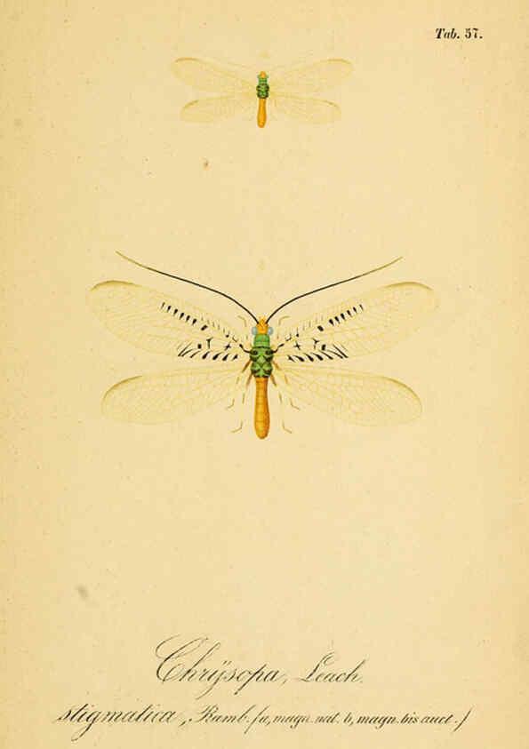 Reproducción/Reproduction 6289454526: Symbolae ad monographiam generis chrysopae, Leach. Vratislaviae,apud Ferdinandum Hirt,1851