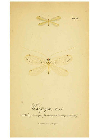 Reproducción/Reproduction 6288934729: Symbolae ad monographiam generis chrysopae, Leach. Vratislaviae,apud Ferdinandum Hirt,1851