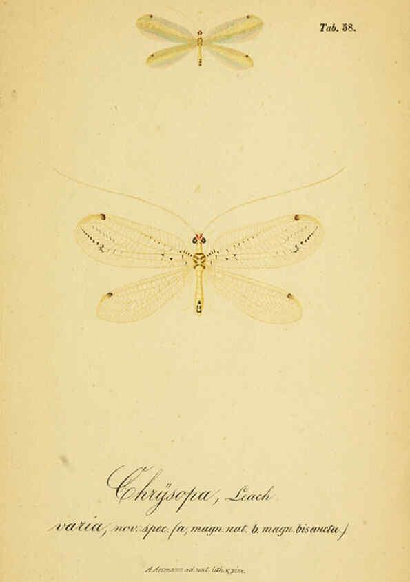 Reproducción/Reproduction 6288934729: Symbolae ad monographiam generis chrysopae, Leach. Vratislaviae,apud Ferdinandum Hirt,1851