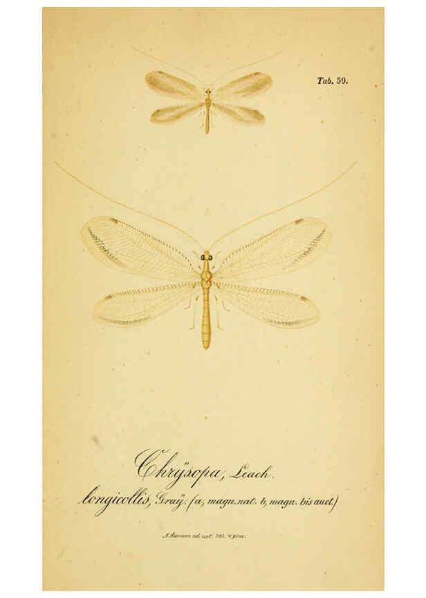 Reproducción/Reproduction 6289455138: Symbolae ad monographiam generis chrysopae, Leach. Vratislaviae,apud Ferdinandum Hirt,1851