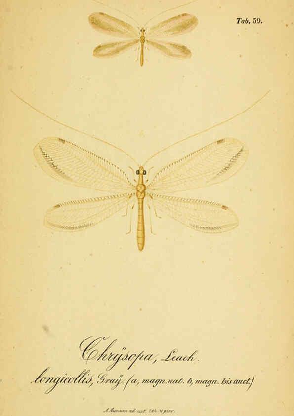 Reproducción/Reproduction 6289455138: Symbolae ad monographiam generis chrysopae, Leach. Vratislaviae,apud Ferdinandum Hirt,1851