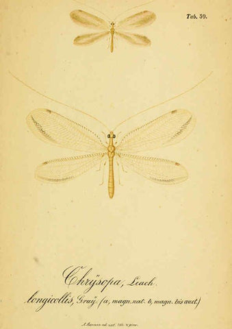 Reproducción/Reproduction 6289455138: Symbolae ad monographiam generis chrysopae, Leach. Vratislaviae,apud Ferdinandum Hirt,1851