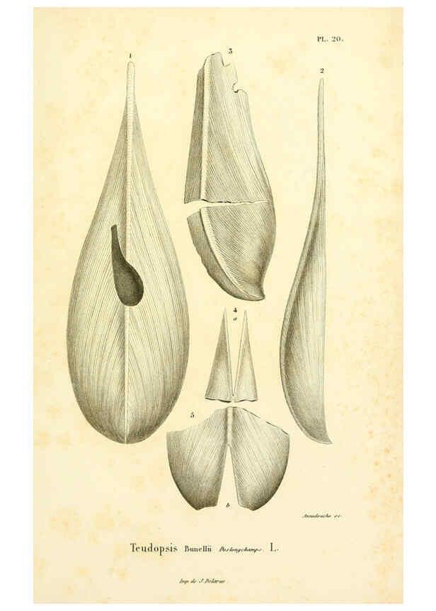 Reproducción/Reproduction 6289216869: Mollusques vivants et fossiles. Atlas. Paris :Gide et Cie., éditeurs,1845