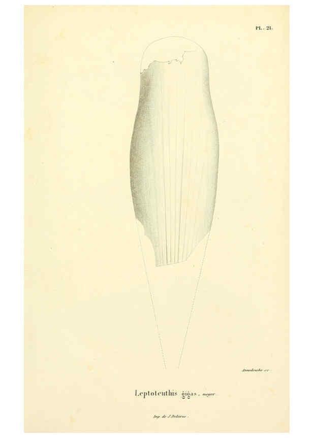 Reproducción/Reproduction 6289737504: Mollusques vivants et fossiles. Atlas. Paris :Gide et Cie., éditeurs,1845