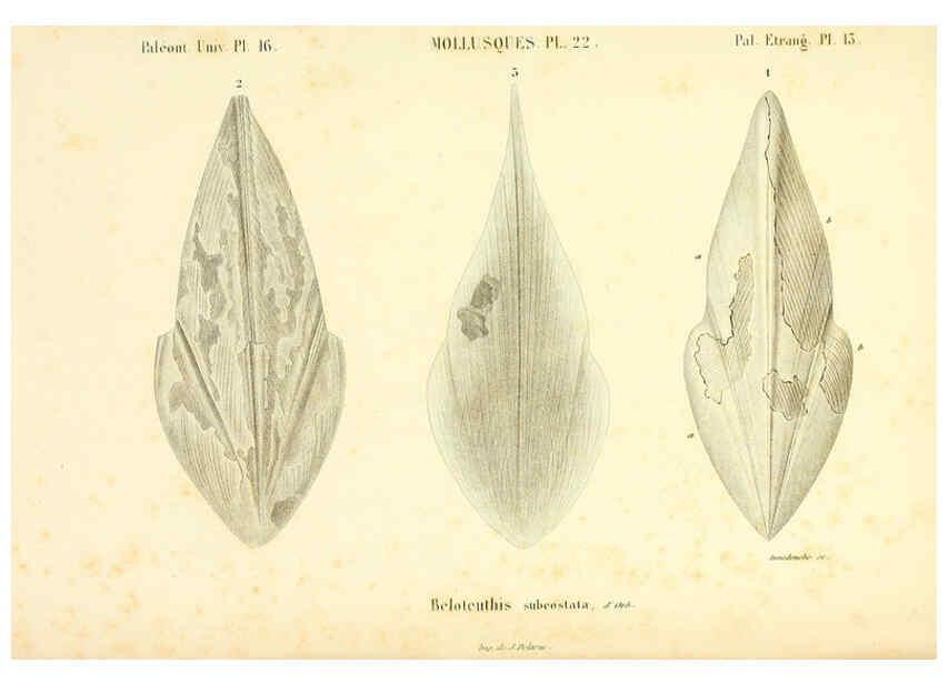 Reproducción/Reproduction 6289737764: Mollusques vivants et fossiles. Atlas. Paris :Gide et Cie., éditeurs,1845