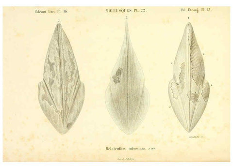 Reproducción/Reproduction 6289737764: Mollusques vivants et fossiles. Atlas. Paris :Gide et Cie., éditeurs,1845