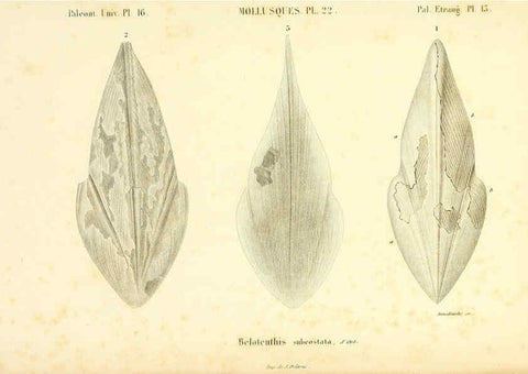 Reproducción/Reproduction 6289737764: Mollusques vivants et fossiles. Atlas. Paris :Gide et Cie., éditeurs,1845