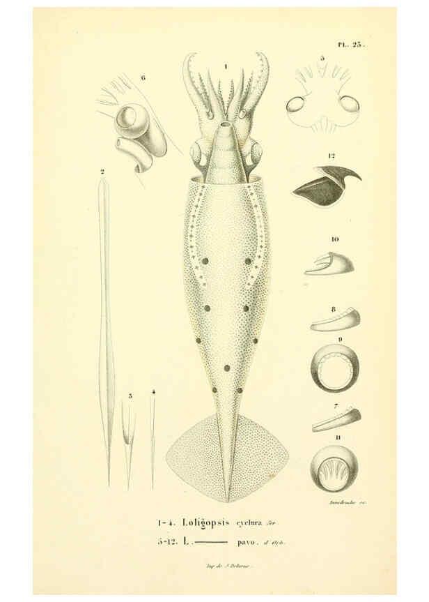 Reproducción/Reproduction 6289219295: Mollusques vivants et fossiles. Atlas. Paris :Gide et Cie., éditeurs,1845