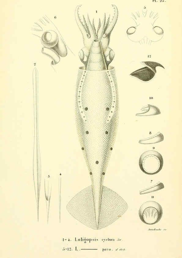 Reproducción/Reproduction 6289219295: Mollusques vivants et fossiles. Atlas. Paris :Gide et Cie., éditeurs,1845