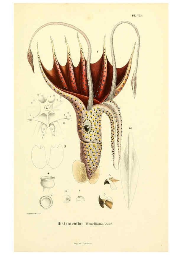 Reproducción/Reproduction 6289219917: Mollusques vivants et fossiles. Atlas. Paris :Gide et Cie., éditeurs,1845