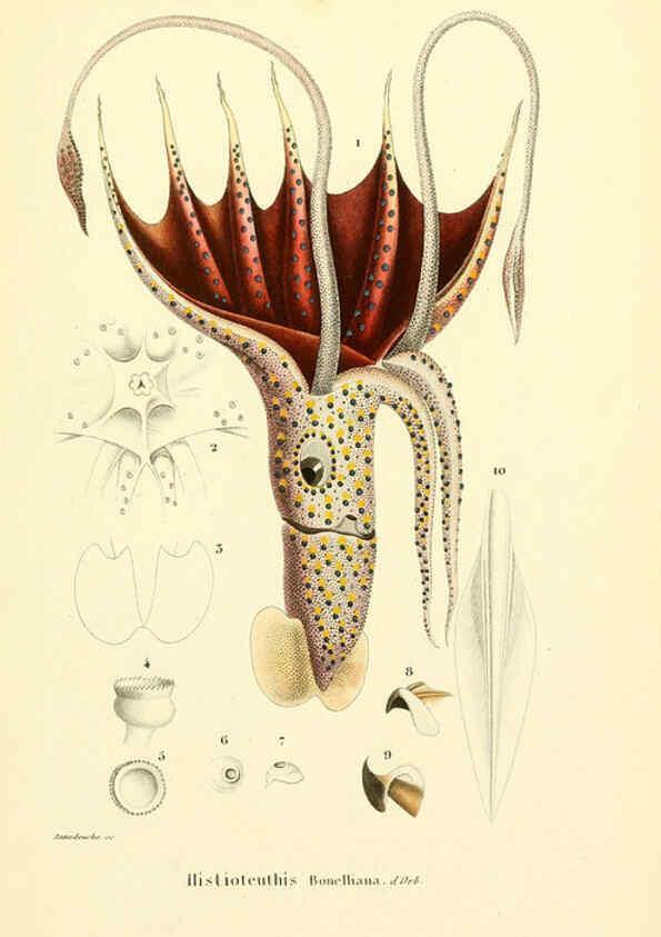 Reproducción/Reproduction 6289219917: Mollusques vivants et fossiles. Atlas. Paris :Gide et Cie., éditeurs,1845