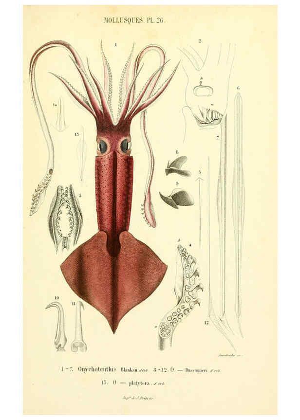 Reproducción/Reproduction 6289220117: Mollusques vivants et fossiles. Atlas. Paris :Gide et Cie., éditeurs,1845